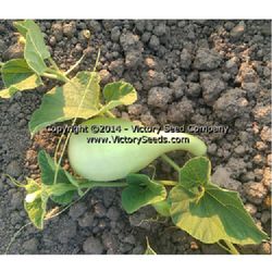 Calabash Gourd