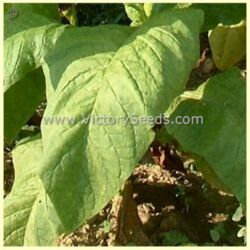 Big Gem Tobacco