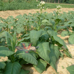 Connecticut Broadleaf Tobacco