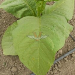 Silk Leaf Tobacco