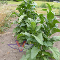 Virginia Bright Leaf Tobacco