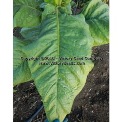 White Stem Orinoco Tobacco