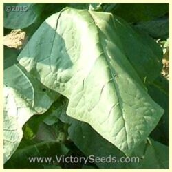 Wisconsin Seedleaf Tobacco