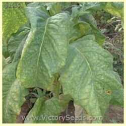 Yellow Orinoco Tobacco