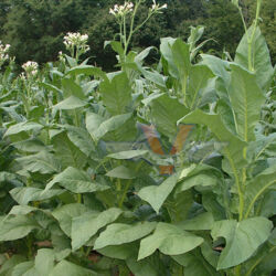 White Mammoth Tobacco